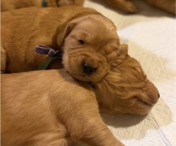 Medium Photo #20 Golden Retriever Puppy For Sale in SACRAMENTO, CA, USA
