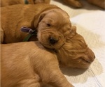 Small #19 Golden Retriever