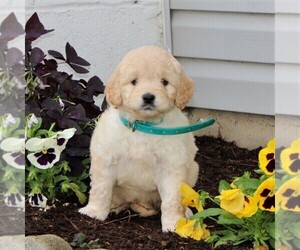 Goldendoodle-Poodle (Miniature) Mix Puppy for sale in STRASBURG, PA, USA