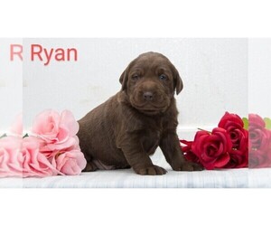 Labrador Retriever Puppy for sale in CLARE, MI, USA