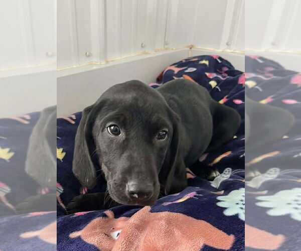 Medium Photo #2 Labrador Retriever-Unknown Mix Puppy For Sale in Osgood, IN, USA