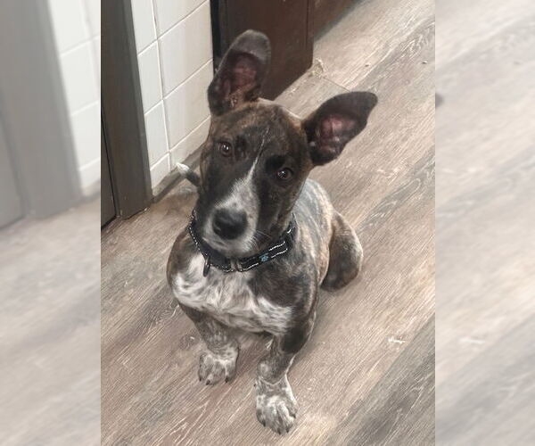 Medium Photo #3 Boston Terrier-Bull Terrier Mix Puppy For Sale in Mouth Of Wilson, VA, USA