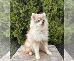 Small #3 Pomeranian