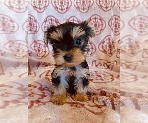 Yorkshire Terrier Puppy for Sale in AVONDALE, Arizona USA