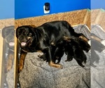 Small #2 Rottweiler