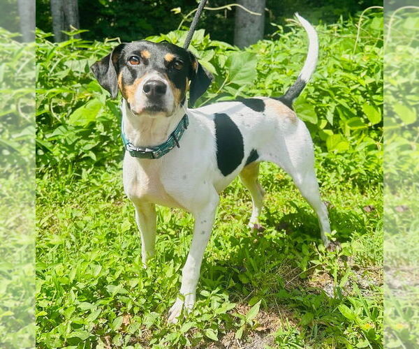 Medium Photo #3 Mutt Puppy For Sale in Canton, CT, USA