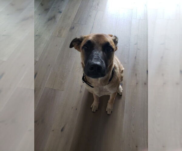 Medium Photo #3 Mutt Puppy For Sale in Elmsford, NY, USA