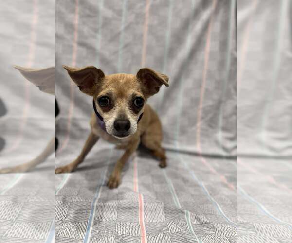 Medium Photo #5 Chihuahua-Unknown Mix Puppy For Sale in Tempe , AZ, USA