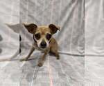 Small #4 Chihuahua Mix