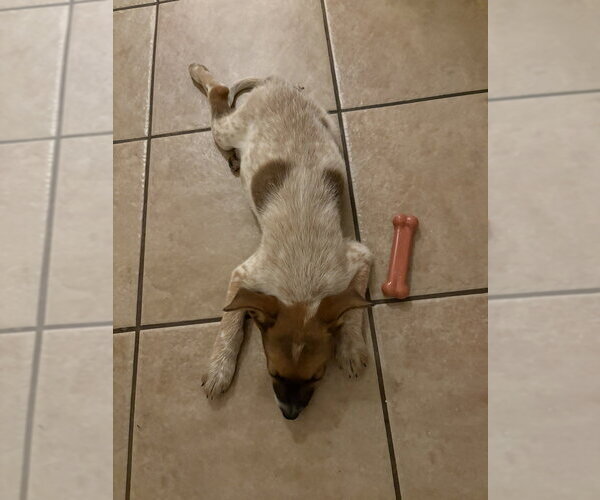 Medium Photo #6 Mutt Puppy For Sale in Dana Point, CA, USA