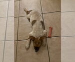 Small #5 Mutt