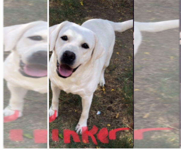 Medium Photo #1 Labrador Retriever Puppy For Sale in LIVE OAK, CA, USA