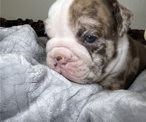 Bulldog Puppy for Sale in HOUSTON, Texas USA