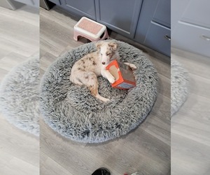 Australian Shepherd Puppy for sale in PAHRUMP, NV, USA