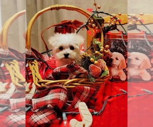 Maltipoo (Miniature) Puppy for sale in BRANSON, MO, USA