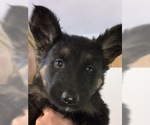 Small Photo #1 German Shepherd Dog Puppy For Sale in W WARWICK, RI, USA