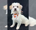 Small #3 Mutt