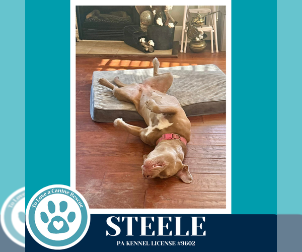 Medium Photo #4 Labrador Retriever-Unknown Mix Puppy For Sale in Kimberton, PA, USA