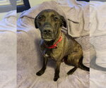 Small Photo #2 Mutt Puppy For Sale in Duluth, MN, USA