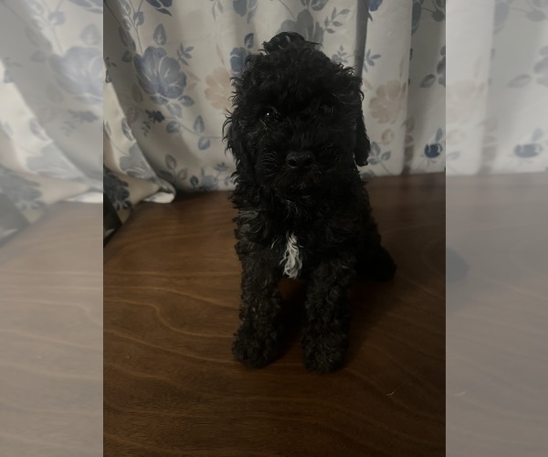 Medium Photo #15 Cockapoo Puppy For Sale in DURHAM, CT, USA