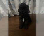 Small #14 Cockapoo