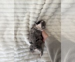 Small #3 French Bulldog