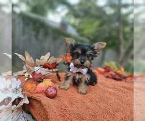 Yorkshire Terrier Puppy for sale in INDIANAPOLIS, IN, USA