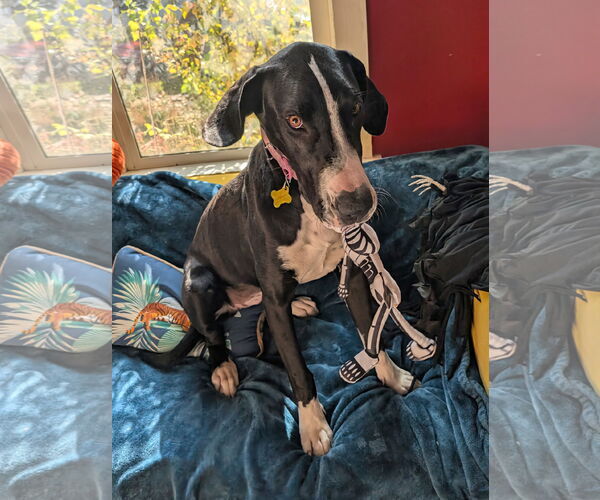 Medium Photo #6 Great Dane-Unknown Mix Puppy For Sale in Sandy, UT, USA