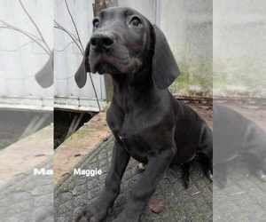 Great Dane Puppy for sale in SEVIERVILLE, TN, USA