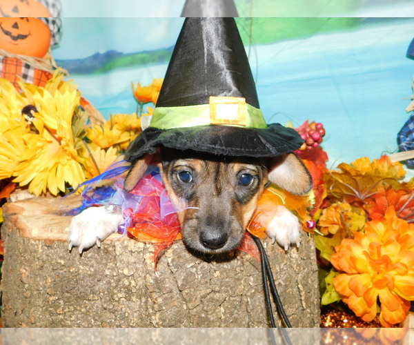 Medium Photo #8 Border-Aussie-Jack-Rat Terrier Mix Puppy For Sale in HAMMOND, IN, USA