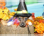 Small Photo #8 Border-Aussie-Jack-Rat Terrier Mix Puppy For Sale in HAMMOND, IN, USA