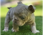 Small #12 Bulldog
