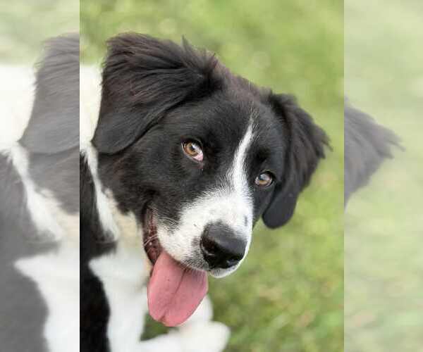 Medium Photo #1 Great Pyrenees Puppy For Sale in Croydon, NH, USA