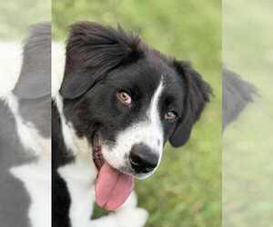 Great Pyrenees Dogs for adoption in Croydon, NH, USA