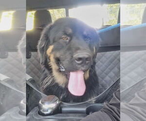 Bernese Mountain Dog Dogs for adoption in Foristell, MO, USA