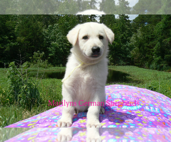 Medium Photo #6 German Shepherd Dog Puppy For Sale in PIEDMONT, MO, USA