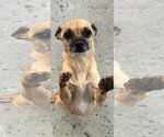Small Photo #4 Chihuahua-Unknown Mix Puppy For Sale in La Verne, CA, USA