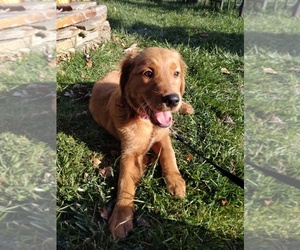 Golden Retriever Puppy for sale in HOWELL, MI, USA