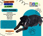 Phoebe - Female Poodle (Miniature) Dog for Adoption - Small photo