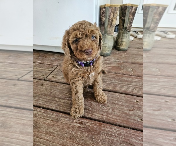 Medium Photo #9 Poodle (Standard) Puppy For Sale in SALISBURY, NC, USA
