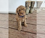 Small #1 Poodle (Standard)