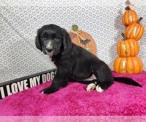 Medium Photo #11 Golden Mountain Dog Puppy For Sale in BLACK FOREST, CO, USA
