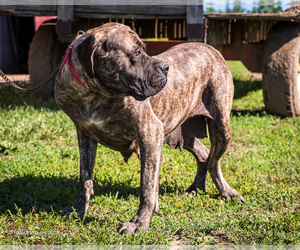 Mother of the Mastiff puppies born on 02/10/2026