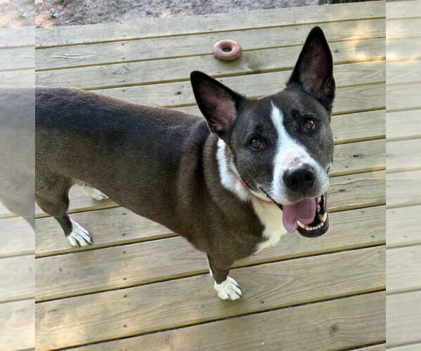 Medium Photo #12 Mutt Puppy For Sale in Canton, CT, USA