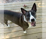 Small #11 Mutt
