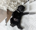 Small #11 Bernedoodle