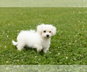 Bichon Frise Puppy for sale in WOLCOTTVILLE, IN, USA