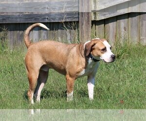 Hansel - Male Beagle-Unknown Mix Dog for Adoption - Photo #3