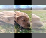 Puppy 1 Labradoodle