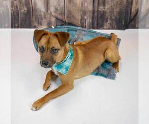 Weston - Male Mutt Dog for Adoption - Photo #3